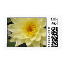 Yellow Water Lily Postage postage by junipergrove Yellow Water Lily Postage postage