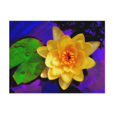 YELLOW WATER LILY POSTCARDS by GinaSignore