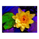 YELLOW WATER LILY postcards