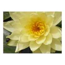 Yellow Water Lily Poster posters by junipergrove Yellow Water Lily Poster posters