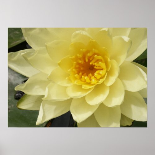 Yellow Water Lily Poster print