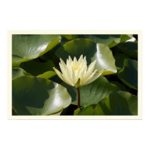 Yellow Water Lily posters