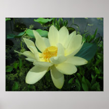 Yellow Water Lily Poster Print