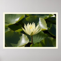 Yellow Water Lily Posters