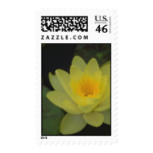 Yellow water lily stamp