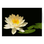 Yellow Waterlily Blank Card