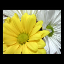 Yellow White Daisy Daisies Flower Flowers Photo postcards