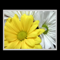 Yellow White Daisy Daisies Flower Flowers Photo posters