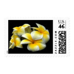 Yellow & White Plumeria Postage postage