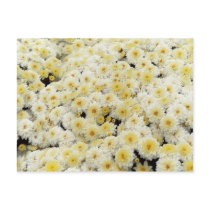 Yellow & White postcards