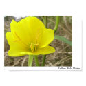 Yellow Wild Flower posters by Videodesigner77 Yellow Wild Flower posters