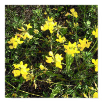 Yellow Wild Flowers-Cartoon-Poster posters