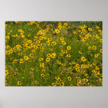 Yellow Wild Flowers Print