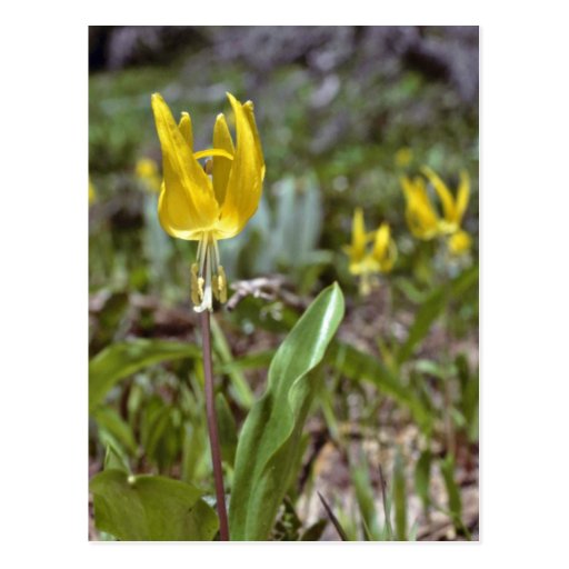 Yellow Wild Lily flowers Post Card