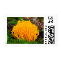 Yellow Wild Mushroom postage by lifesphere Yellow Wild Mushroom postage