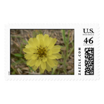 Yellow wildflower. stamps