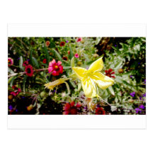 Yellow Wildflower Postcards