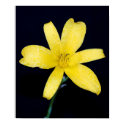 Yellow wildflower posters by Molly_Morgan Yellow wildflower posters