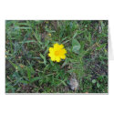 yellow wildflowers cards
