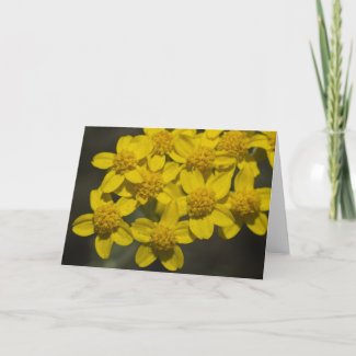 Yellow Wildflowers Cards