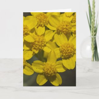 Yellow Wildflowers Cards
