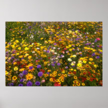 Yellow Wildflowers flowers Print