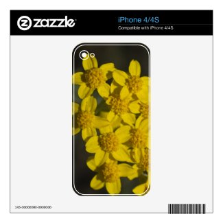 Yellow Wildflowers Iphone 4 Skin