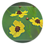 Yellow Wildflowers -   Plains coreopsis Sticker
