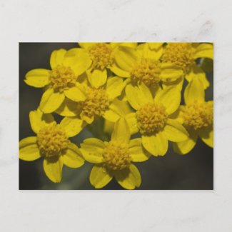 Yellow Wildflowers Postcards