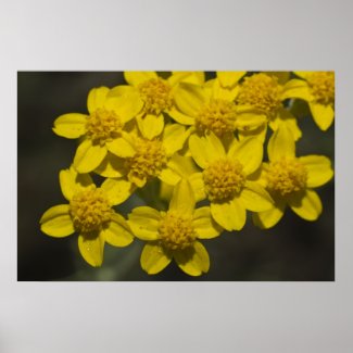 Yellow Wildflowers Poster