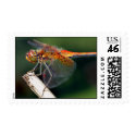 Yellow Winged Darter Dragonfly postage by beverlytazangel Yellow Winged Darter Dragonfly postage