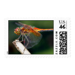 Yellow Winged Darter Dragonfly Postage