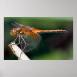 Yellow Winged Darter Dragonfly posters