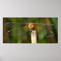 Yellow-winged Darter Dragonfly posters