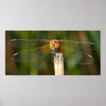 Yellow-winged Darter Dragonfly posters