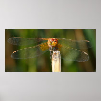 Yellow-winged Darter Dragonfly Posters
