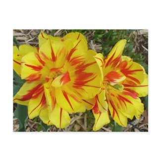 Yellow with Red Striped Flower postcard