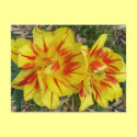 Yellow with Red Striped Flower postcards