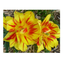 Yellow with Red Striped Flower Postcard
