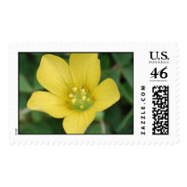 Yellow Wood Sorrel postage by kokobaby Yellow Wood Sorrel postage
