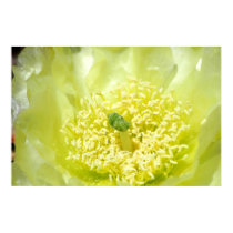 Yellow Yellow Cactus posters by mlane53 Yellow Yellow Cactus posters