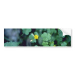 yellow Yellow Wood-Sorrel (Oxalis Stricta) flowers Bumper Sticker