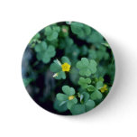 yellow Yellow Wood-Sorrel (Oxalis Stricta) flowers buttons