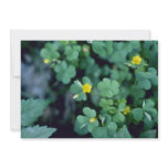 yellow Yellow Wood-Sorrel (Oxalis Stricta) flowers Personalized Invites