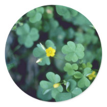 yellow Yellow Wood-Sorrel (Oxalis Stricta) flowers Sticker