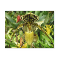 Yellow Zebra Stripes Orchid postcard