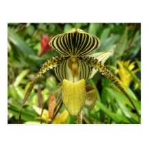 Yellow Zebra Stripes Orchid Postcards