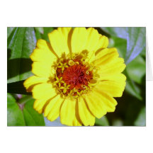 Yellow Zinnia Note Card