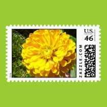 Yellow zinnia postage stamps