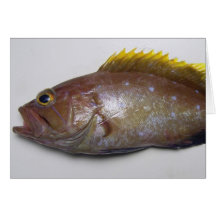 Yellowedge Grouper Card